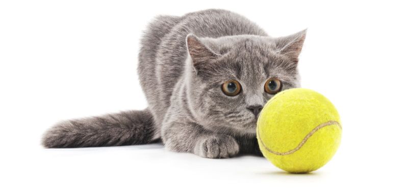 Игры с кошкой и собакой дома и на улице