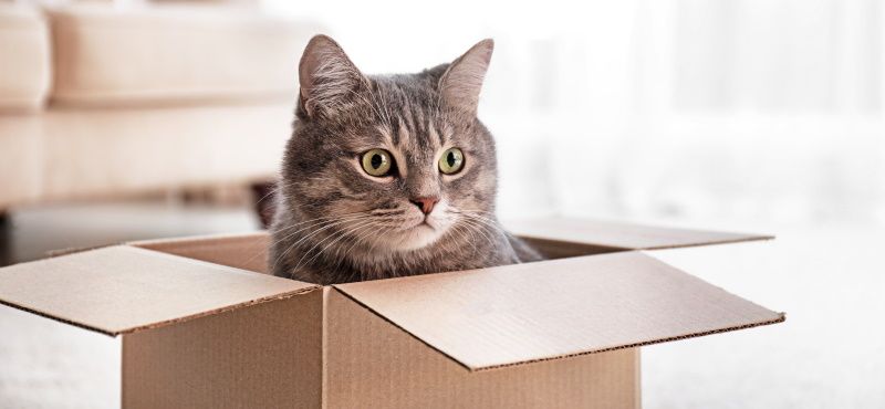 Как приучить кошку быть одной дома Как приучить кошку быть одной дома