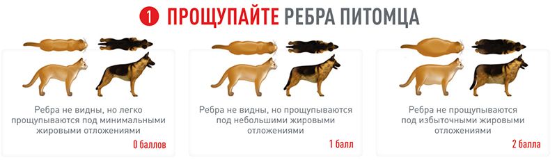 Как бороться с лишним весом у кошек и собак