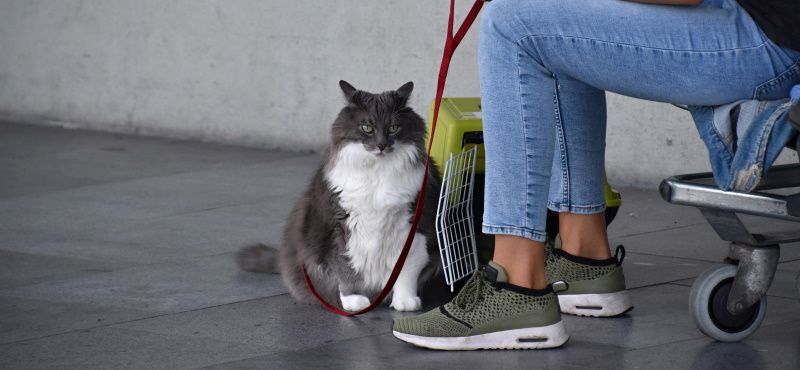 Путешествие с кошкой в поезде: о чем важно знать