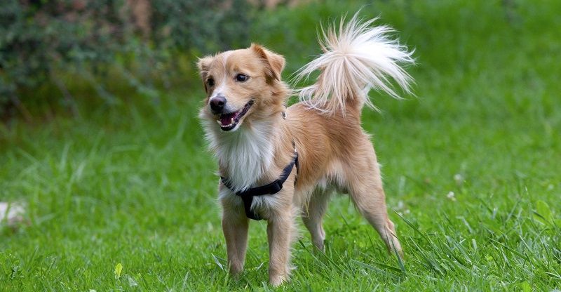 Алопекис - древняя греческая порода собак Алопекис - древняя греческая порода собак