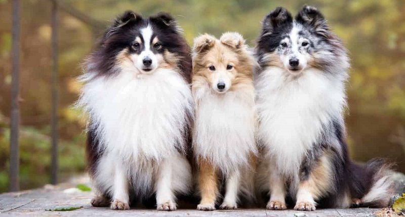 Шелти - порода собак