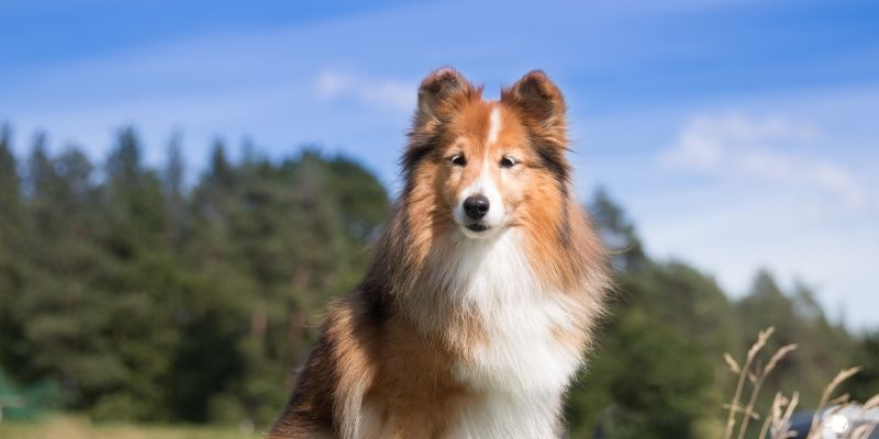 Шелти - порода собак