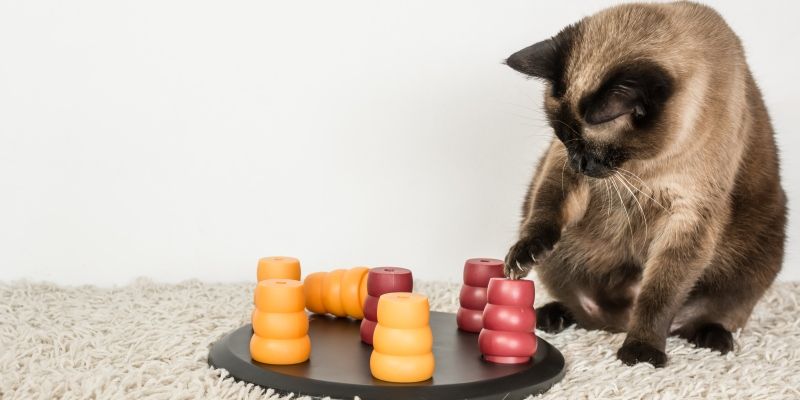 Популярные гаджеты для кошки