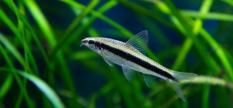 Сиамский водорослеед Сиамский водорослеед