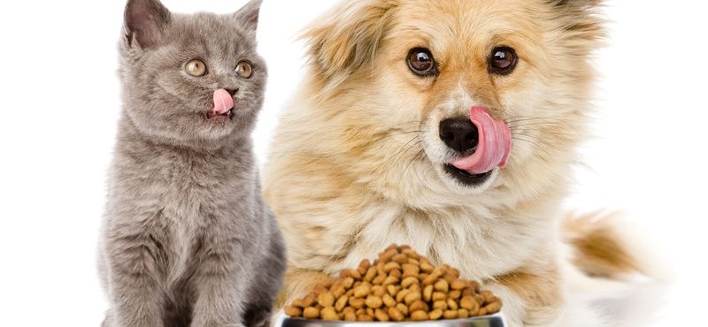 Как правильно хранить сухой корм для собак и кошек?