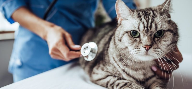 Как выбрать препараты от глистов для кошек?