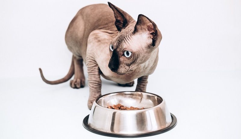 Как ухаживать за сфинксом