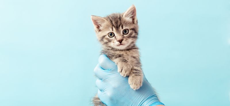 Стронгхолд для котят: инструкция по применению