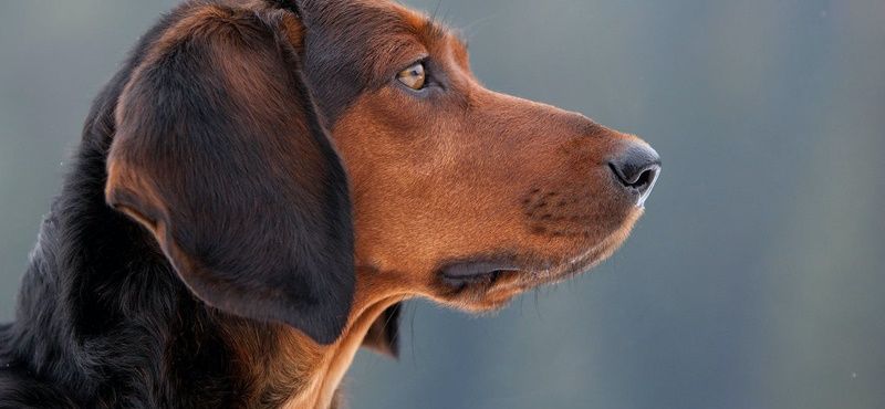 Влажные корма и смешанное питание