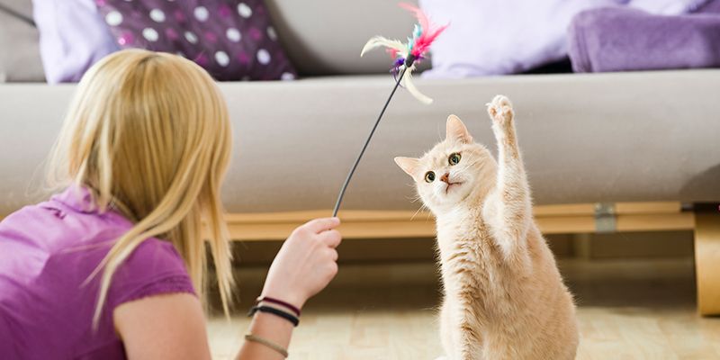 Как выбрать игрушки для кошек