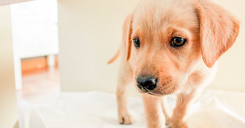 Как научить щенка ходить на пеленку