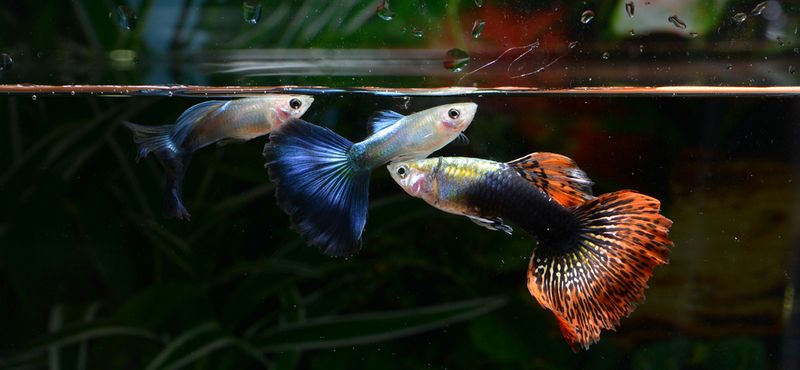 Как подготовиться к покупке аквариумных рыбок: уход и содержание