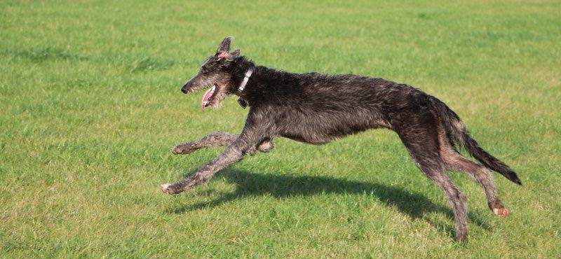 Дирхаунд – порода собак Дирхаунд – порода собак