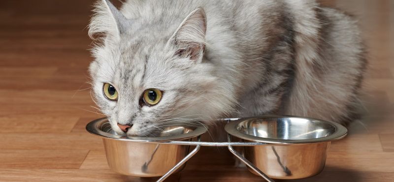 Новые сухие корма от Mealfeel: обзор