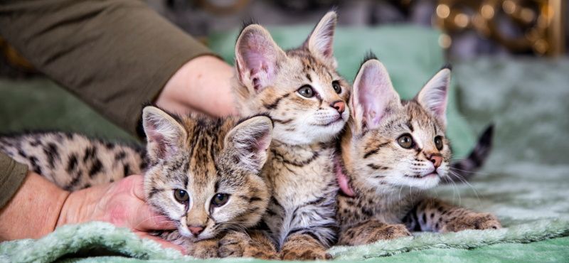 Саванна: описание породы, характер, как ухаживать