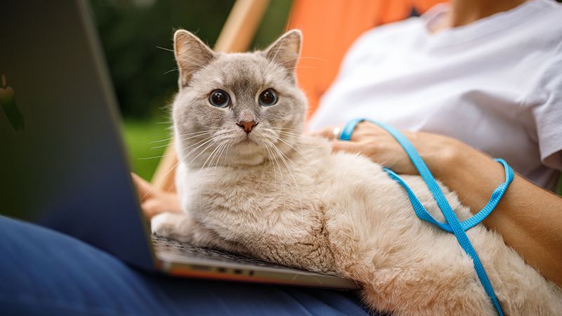 Возвращение домой с дачи и из отпуска