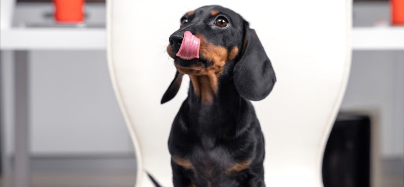 Такса: особенности породы, характер, содержание