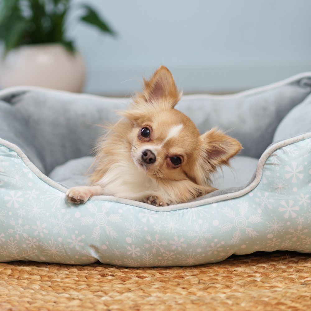 Petmax Лежак для кошек и собак мелких и средних пород Снежинка, 60х50х18 см, зеленый