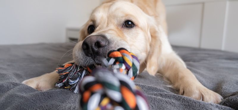 Большая собака в квартире