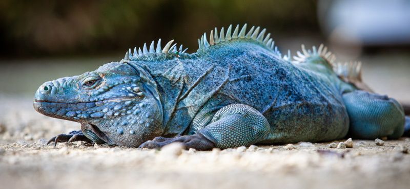 Игуана: содержание и уход в домашних условиях