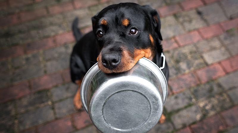 Ротвейлер - порода собак