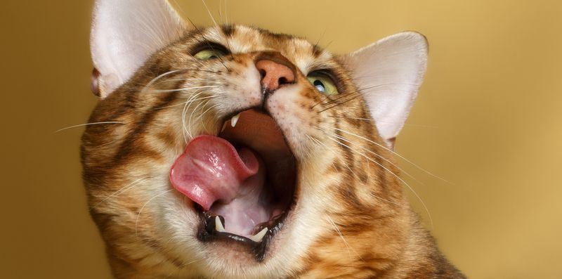 Бенгальская порода кошек Бенгальская порода кошек