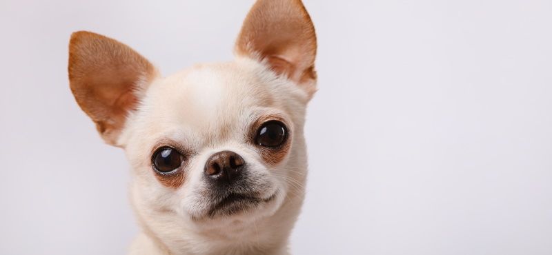 Чихуахуа - порода собак Чихуахуа - порода собак
