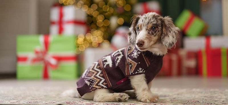 Что подарить питомцу на Новый год