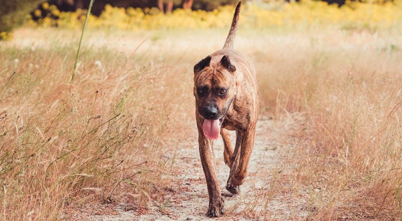 Алано порода собак Алано порода собак