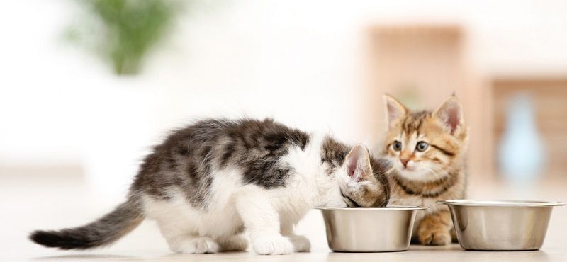 Что делать с котенком с улицы? Что делать с котенком с улицы?