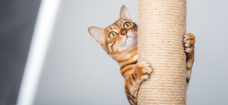 Сизаль или джут: что лучше для когтеточки Сизаль или джут: что лучше для когтеточки