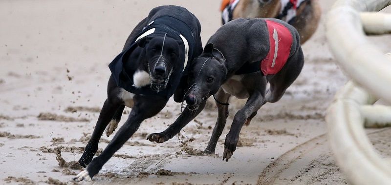 Грейхаунд или английская борзая - порода собак