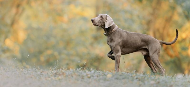 Веймаранер - порода собак