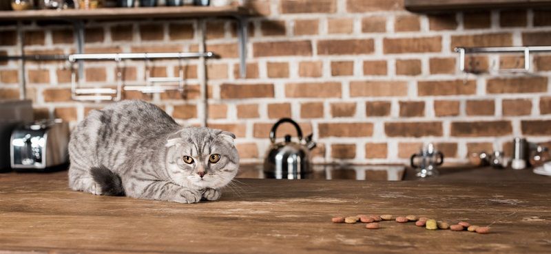 Стресс у животных. Опасен ли он? Стресс у животных. Опасен ли он?