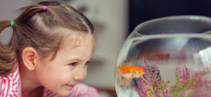 Виды кормов для аквариумных рыбок 