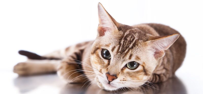 Тонкинская кошка: описание породы, характер, уход