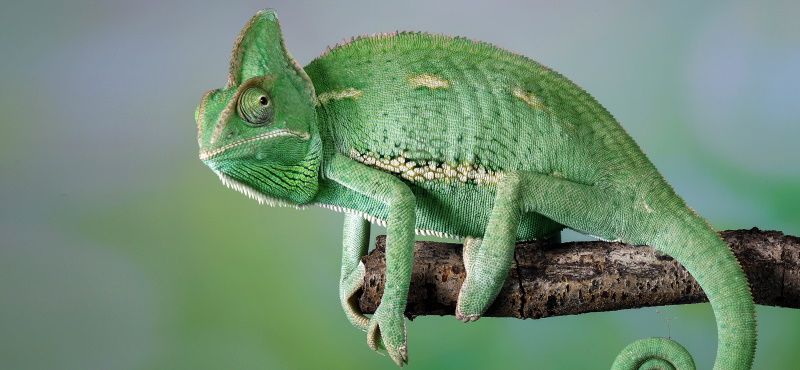 Как содержать хамелеона в домашних условиях