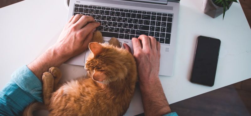 Как работать из дома с домашними животными
