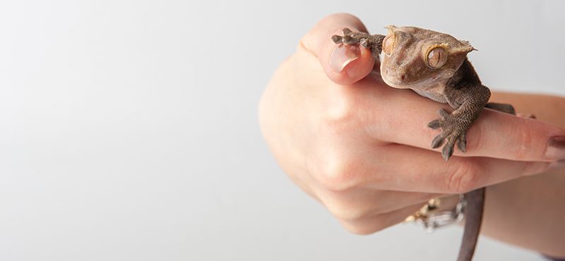 Содержание бананоеда в домашних условиях