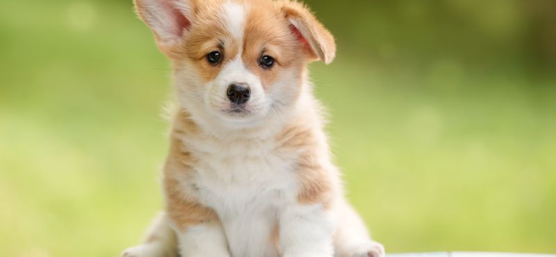 Как правильно воспитывать щенка? Как правильно воспитывать щенка?