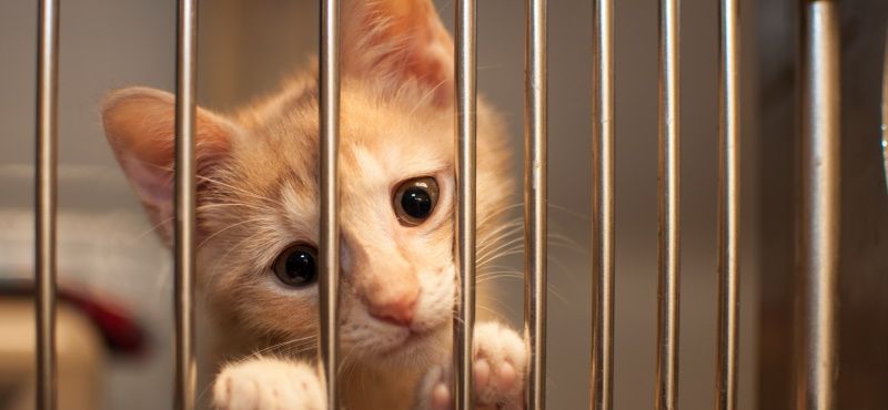 Как взять кошку из приюта: что нужно знать