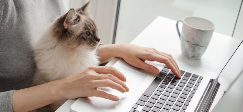 Pet-friendly офис Pet-friendly офис