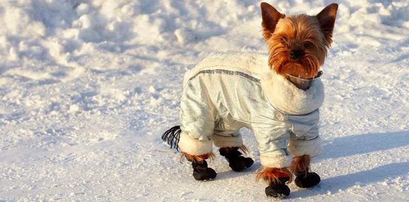 Как часто менять одежду для собаки: гардероб для питомца