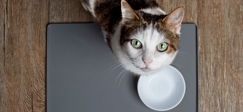 РосКОШная жизнь или вещи первой необходимости для кошки