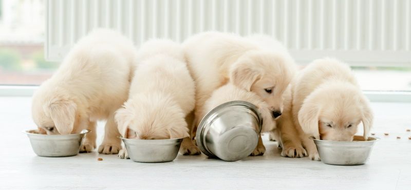 Корма для собак Royal Canin: обзор