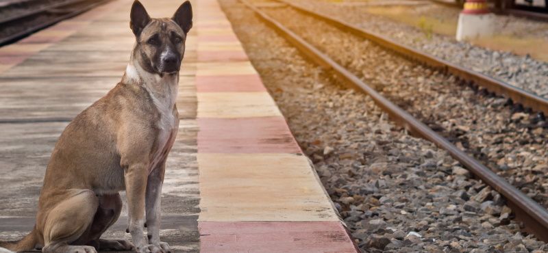 Путешествие с собакой в поезде: о чем важно знать