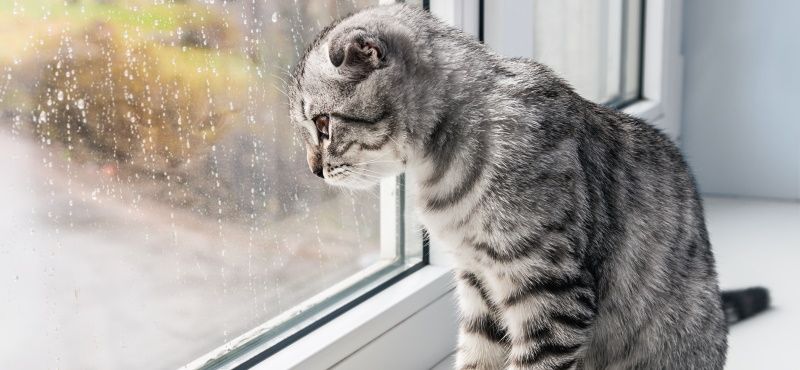 Как приучить кошку быть одной дома Как приучить кошку быть одной дома