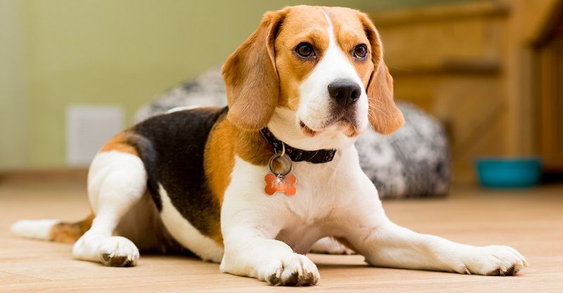 Бигль - порода собак