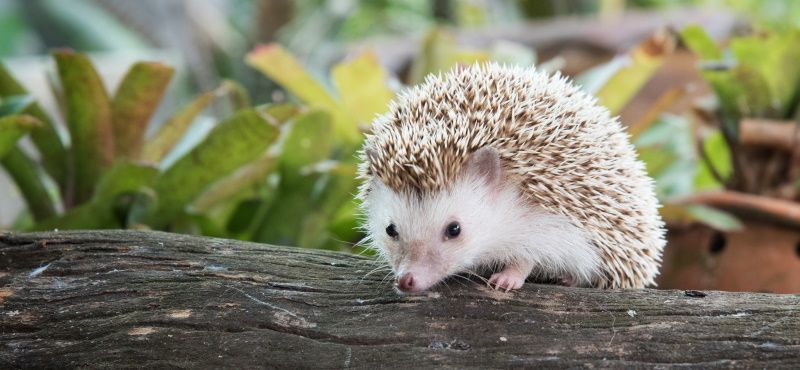 Ёж: как содержать дома